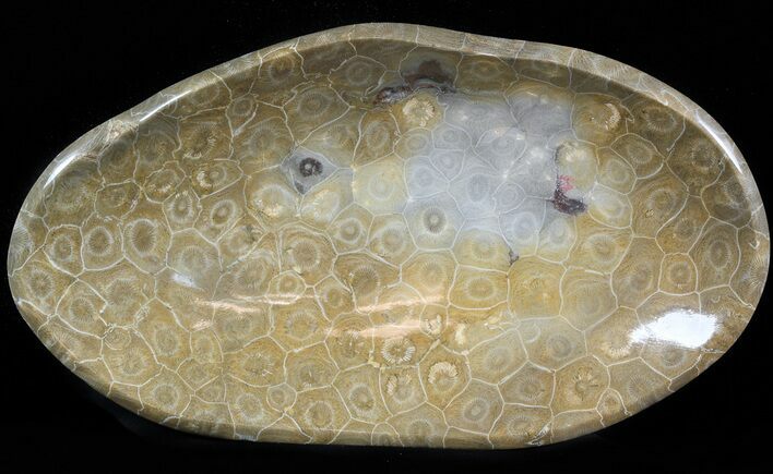 Polished Fossil Coral (Actinocyathus) Bowl - Morocco #45224